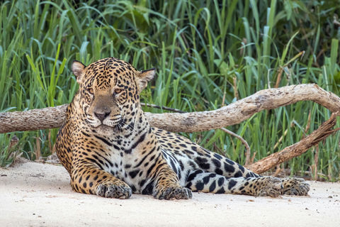 Jaguar
