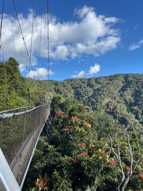 Nyungwe forest national park canopy walk hangbrug