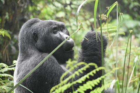 Rondreis Rwanda Volcanoes National Park Gorilla trekking tour