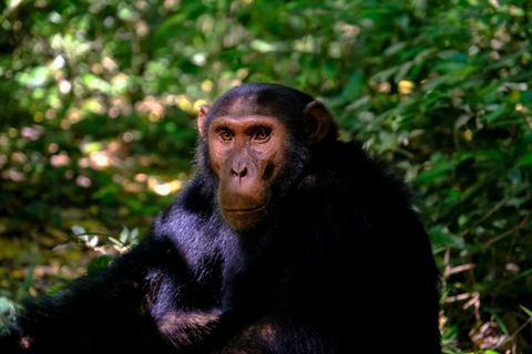 african chimpanzee