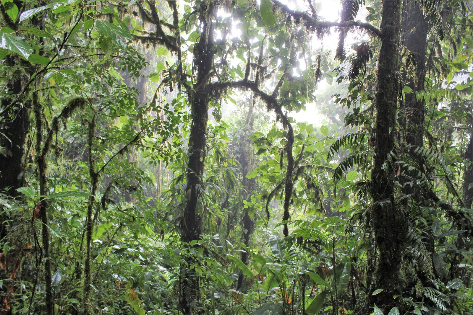 Monteverde