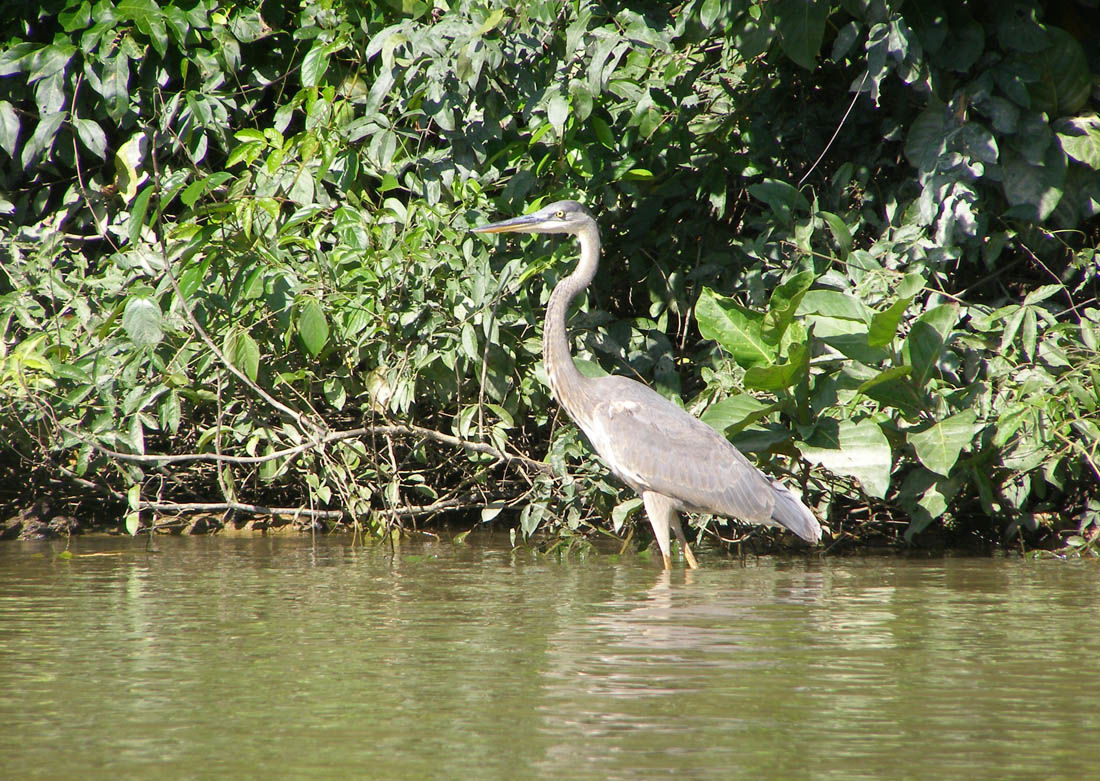 Placencia   Monkey River