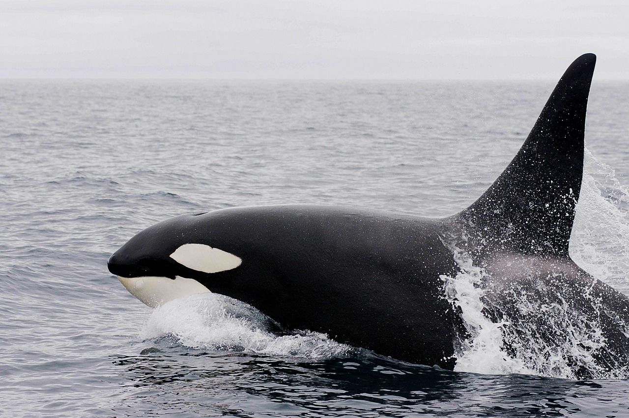 Orka