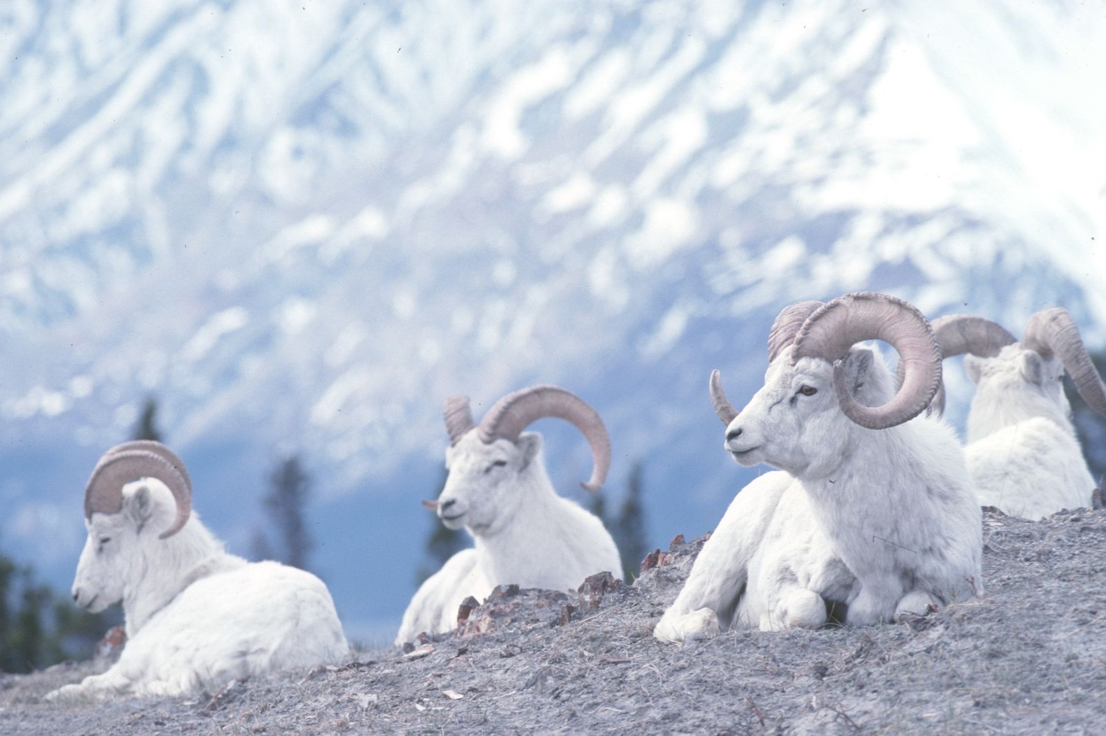 Dall schapen