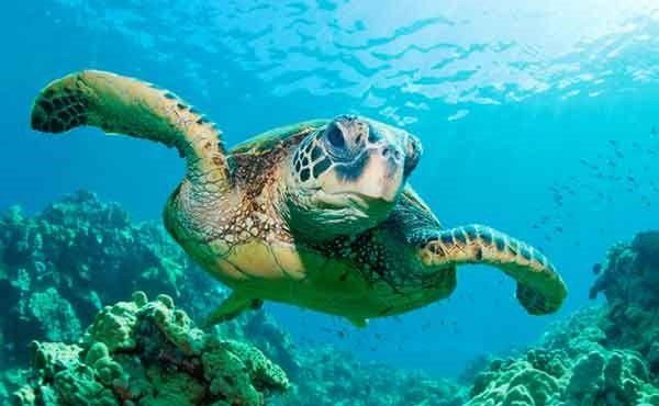 Galapagos