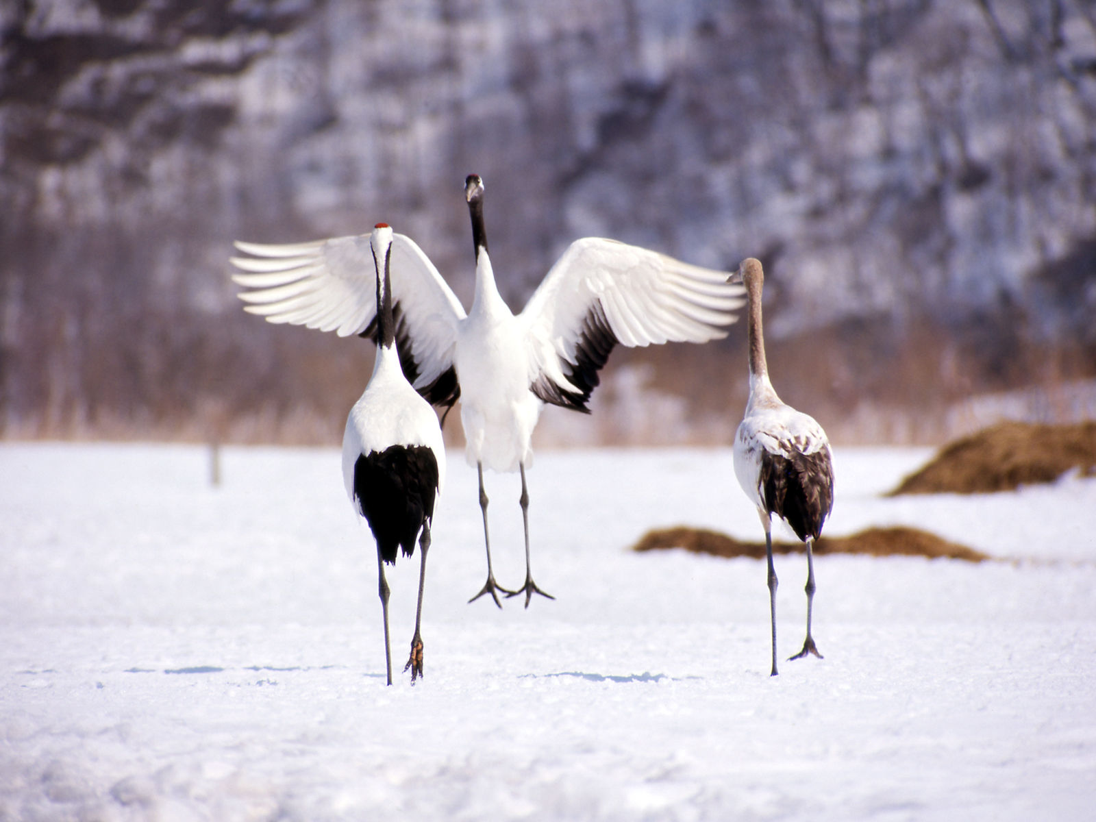 Kushiro kraanvogels