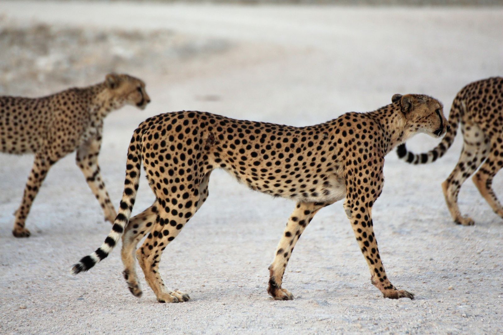 Etosha cheeta's