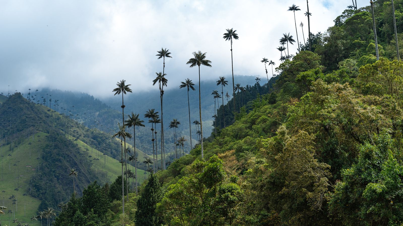 Dan gold corcora colombia
