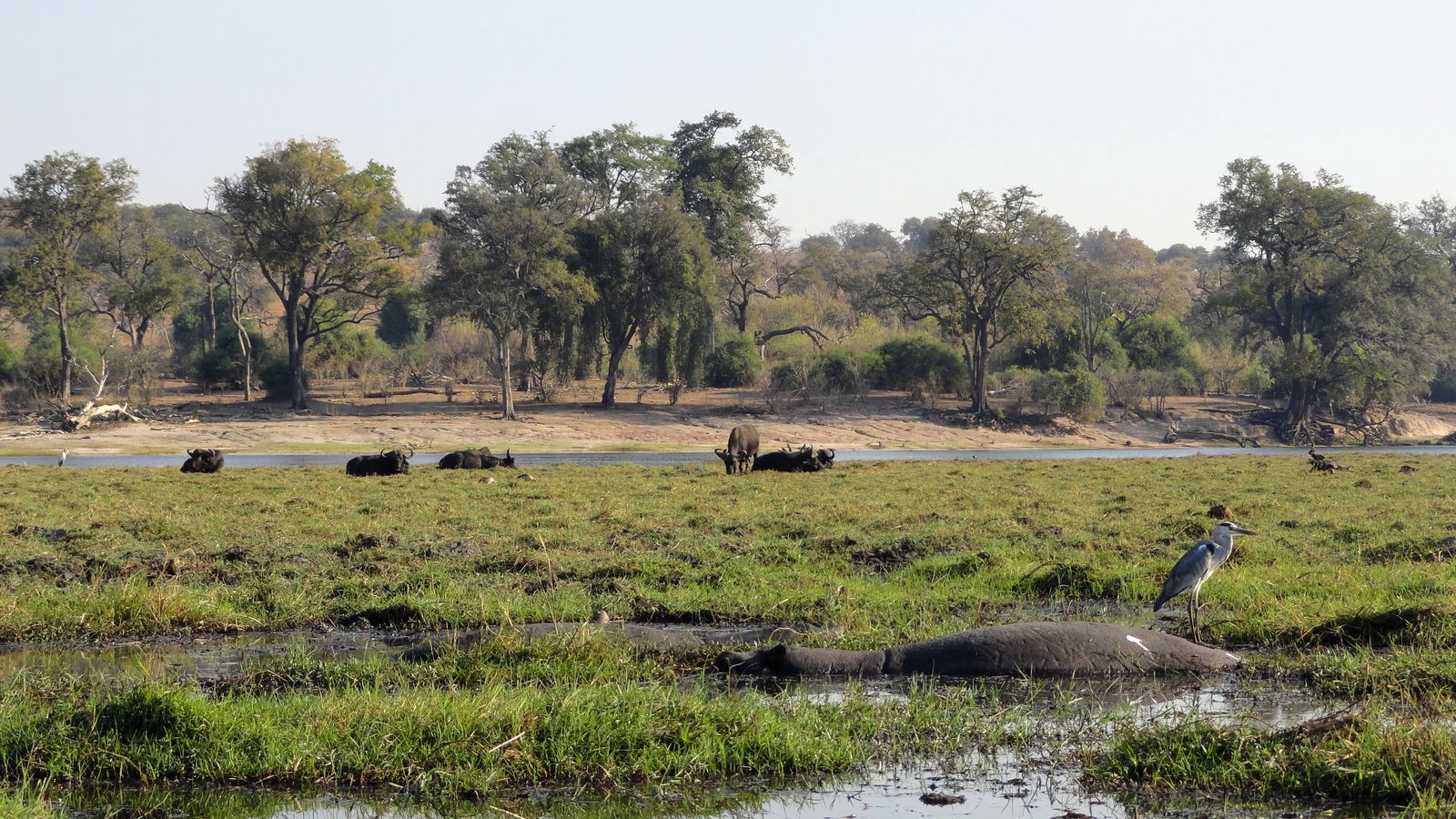 Rondreis Botswana Chobe Buffels