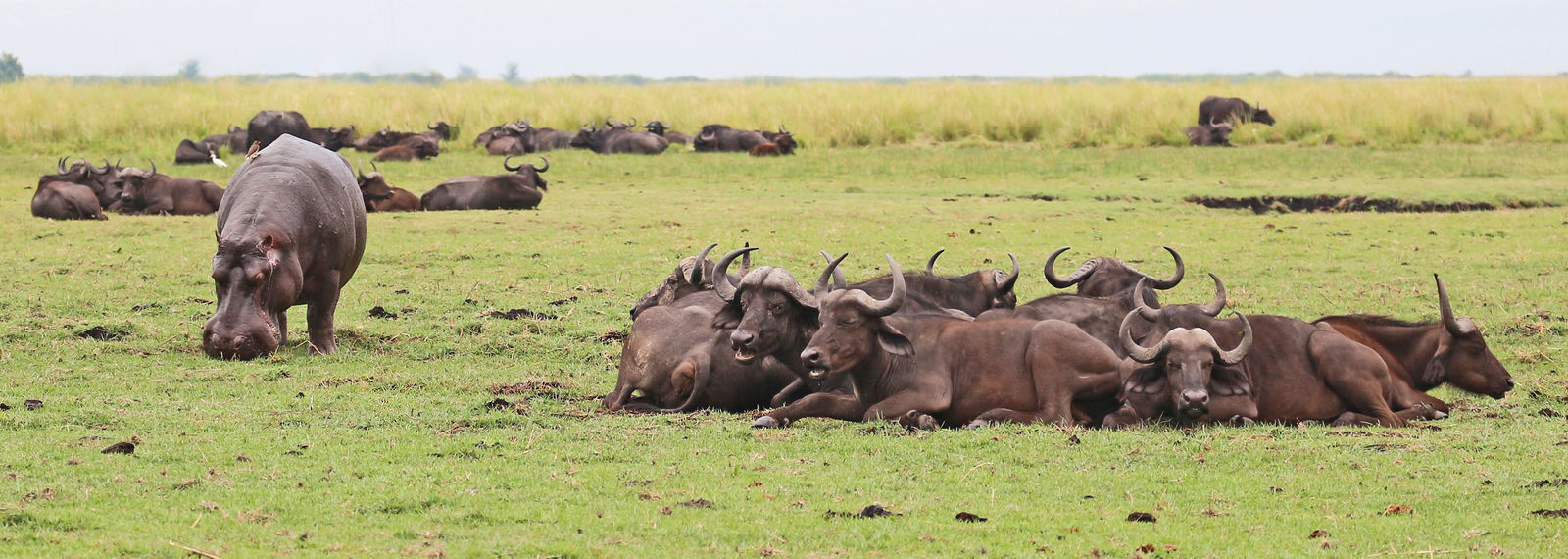 Rondreis Botswana Chobe Buffels
