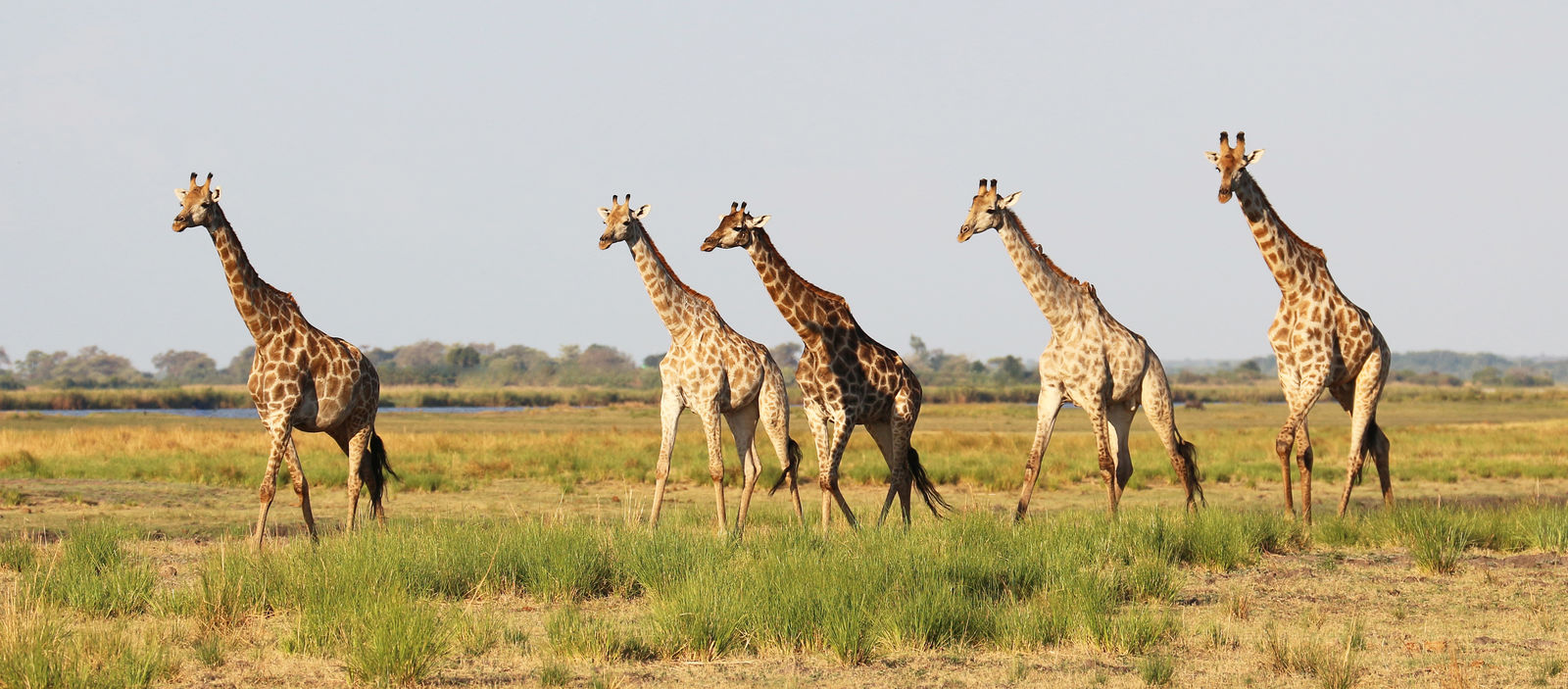 Rondreis Botswana Chobe Giraffes