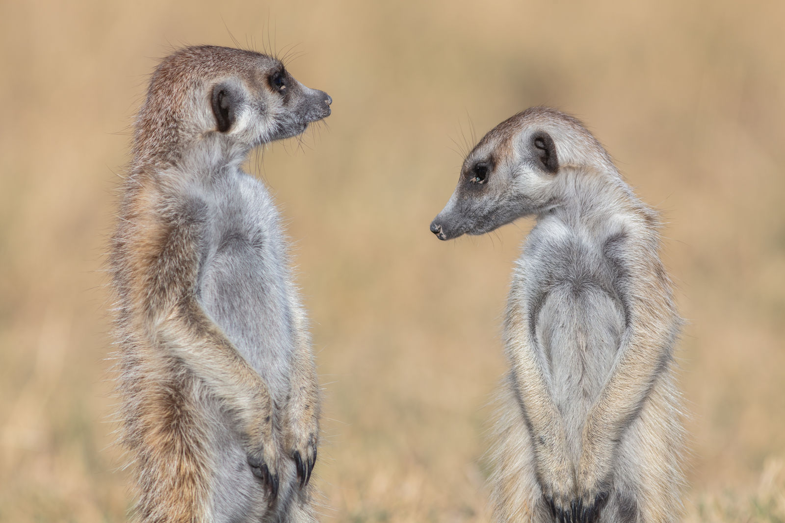 Rondreis Botswana Magkadigkadi stokstaartjes