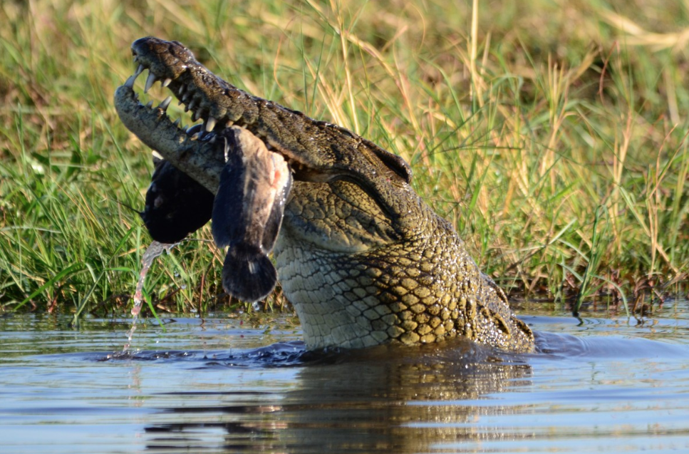 Rondreis Botswana Mahangu Krokodil