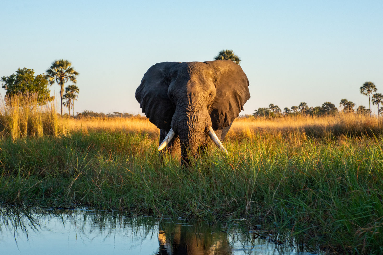 Rondreis Botswana Okavanga Olifant