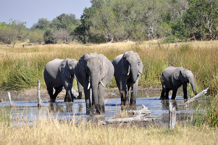 Rondreis Botswana Okavanga Olifanten