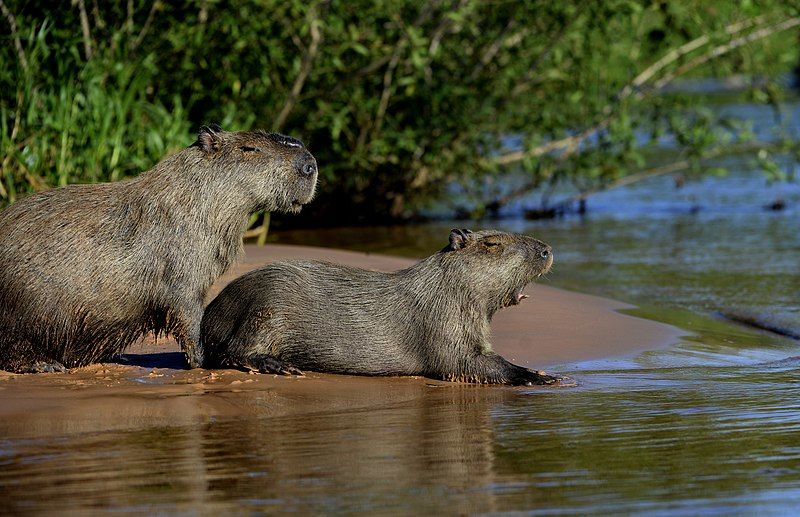 Rondreis Brazilie Pantanal Capibara