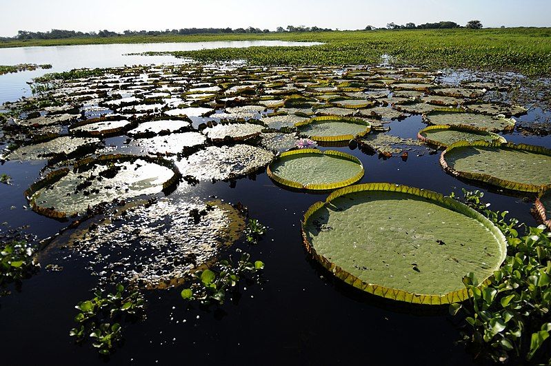 Rondreis Brazilie Pantanal Waterlelie