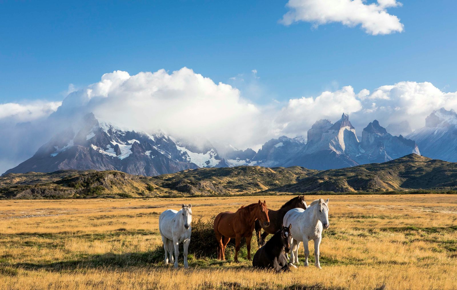 Rondreis Chili Torres del Paine paarden