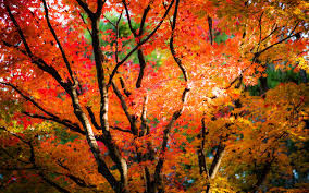 Rondreis Japan Nikko Herfstkleuren
