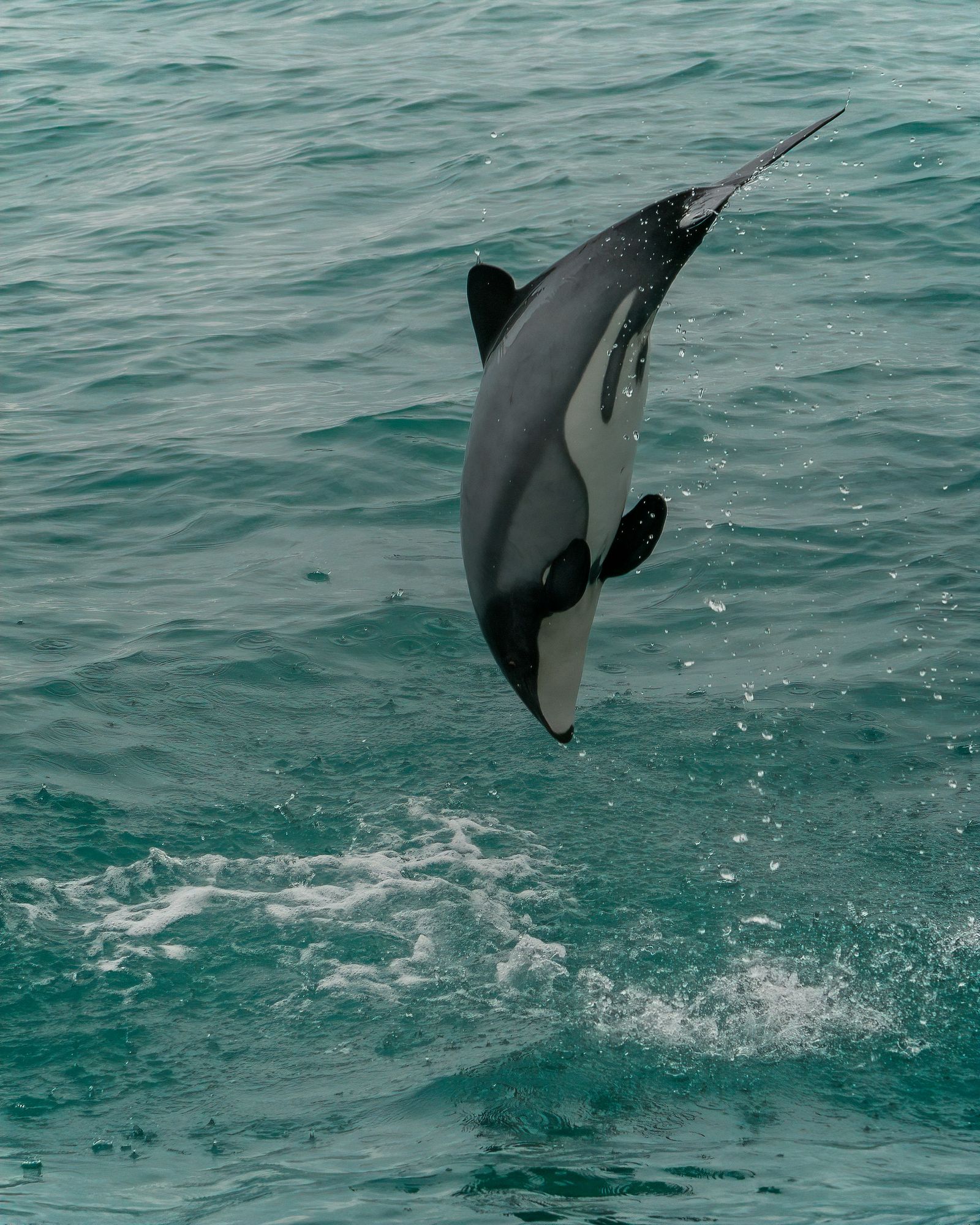 Rondreis Nieuw Zeeland Akaroa dolfijn