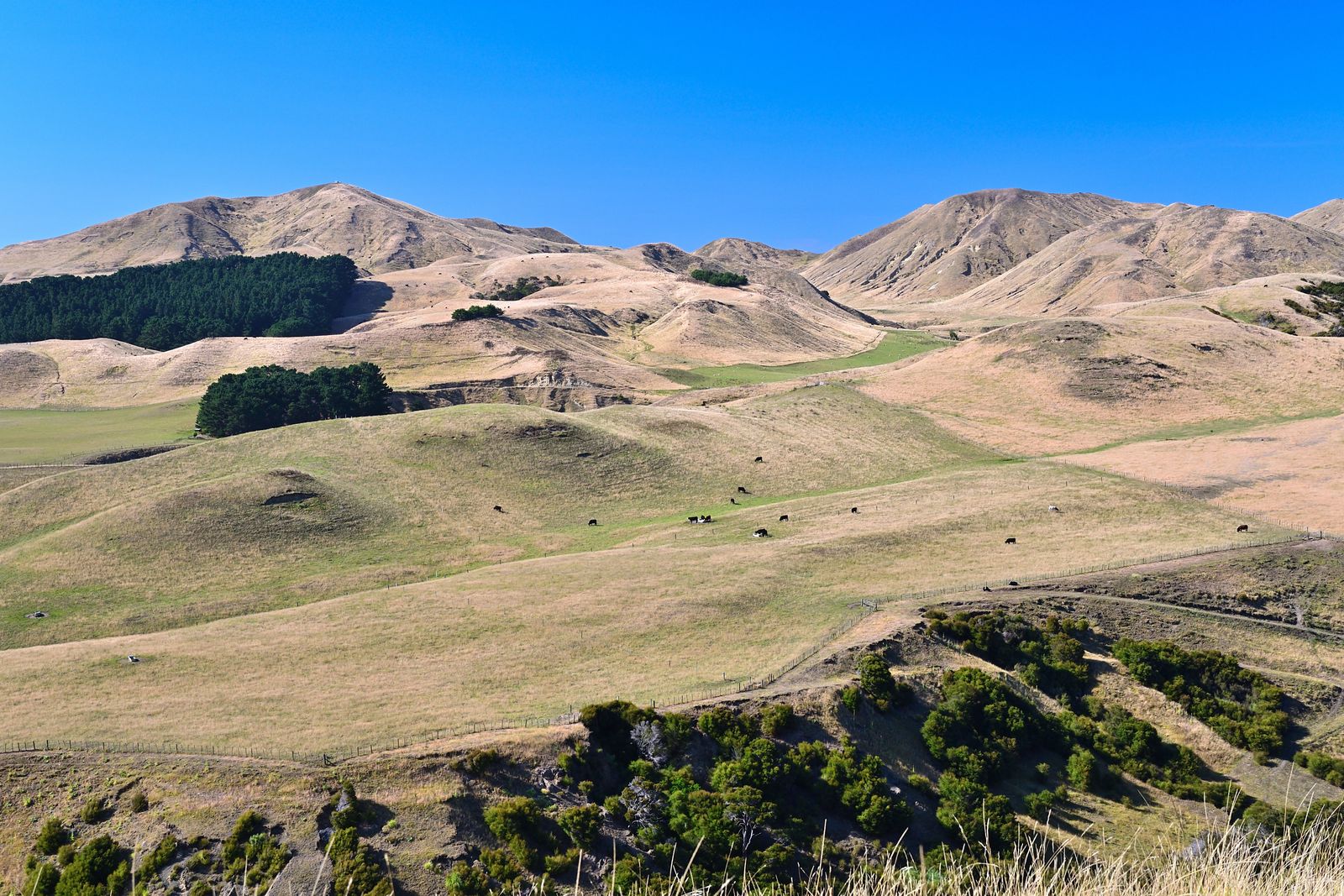 Rondreis Nieuw Zeeland Napier landschap