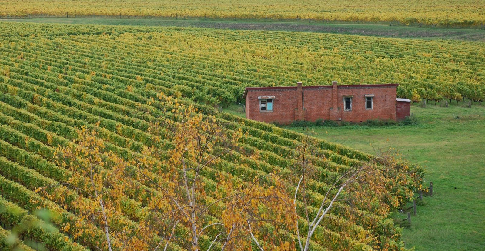 Rondreis Nieuw Zeeland Napier wijngaard wijnvelden