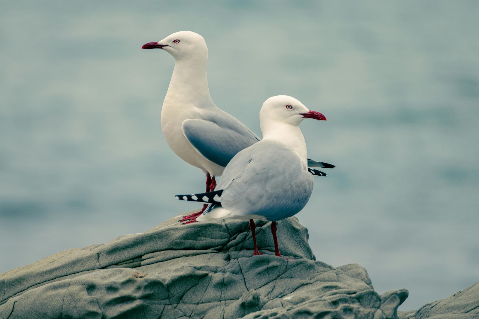 Rondreis Nieuw Zeeland Kaikoura meeuwen op rots