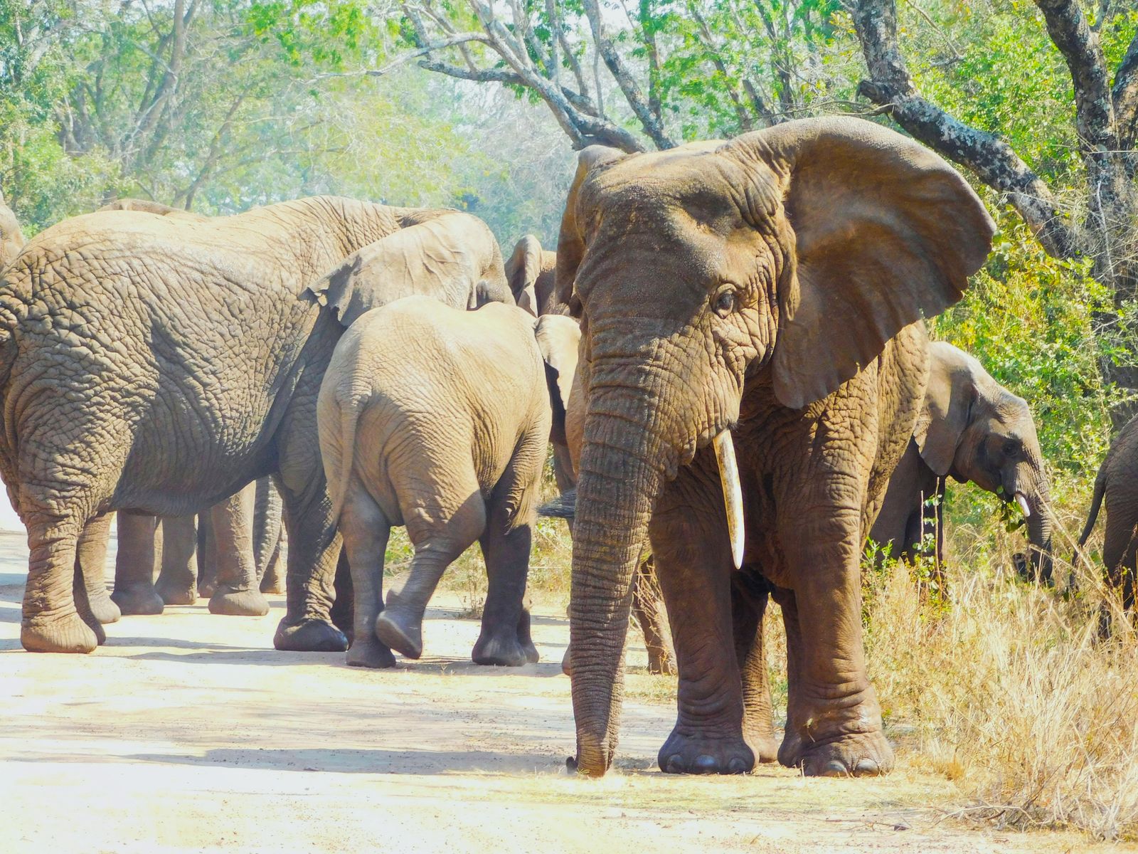 Rondreis Rwanda Akagera national park big  safari Olifant