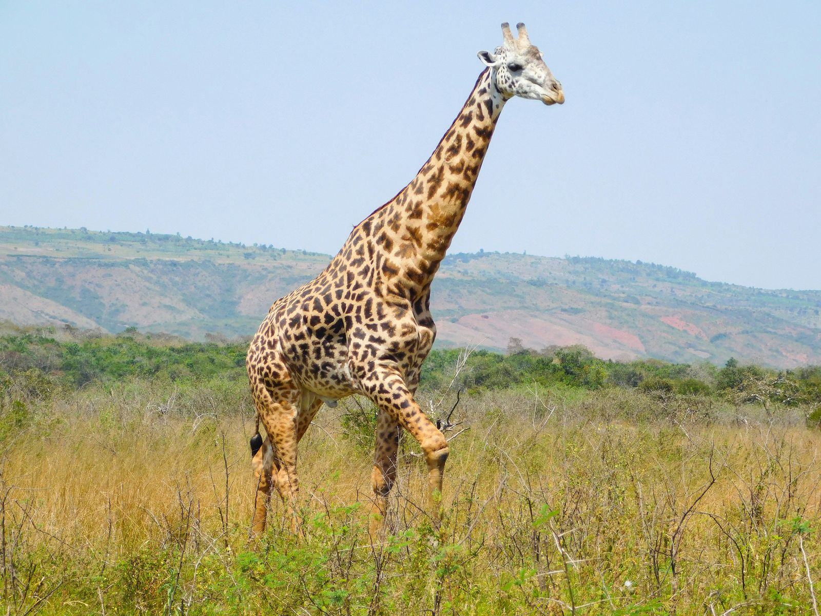Rondreis Rwanda Akagera national park big  safari giraffe
