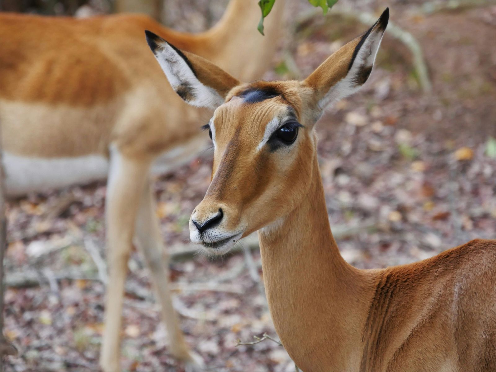 Rondreis Rwanda Akagera national park game drive impala
