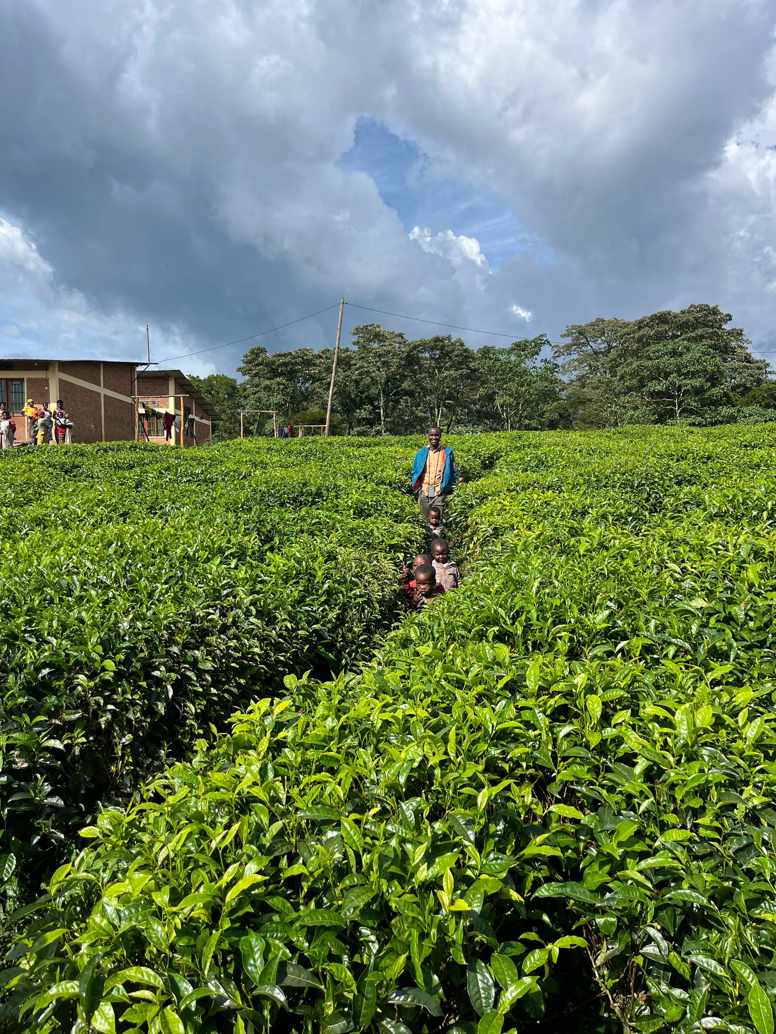 Rondreis Rwanda Gisakura theeplantage