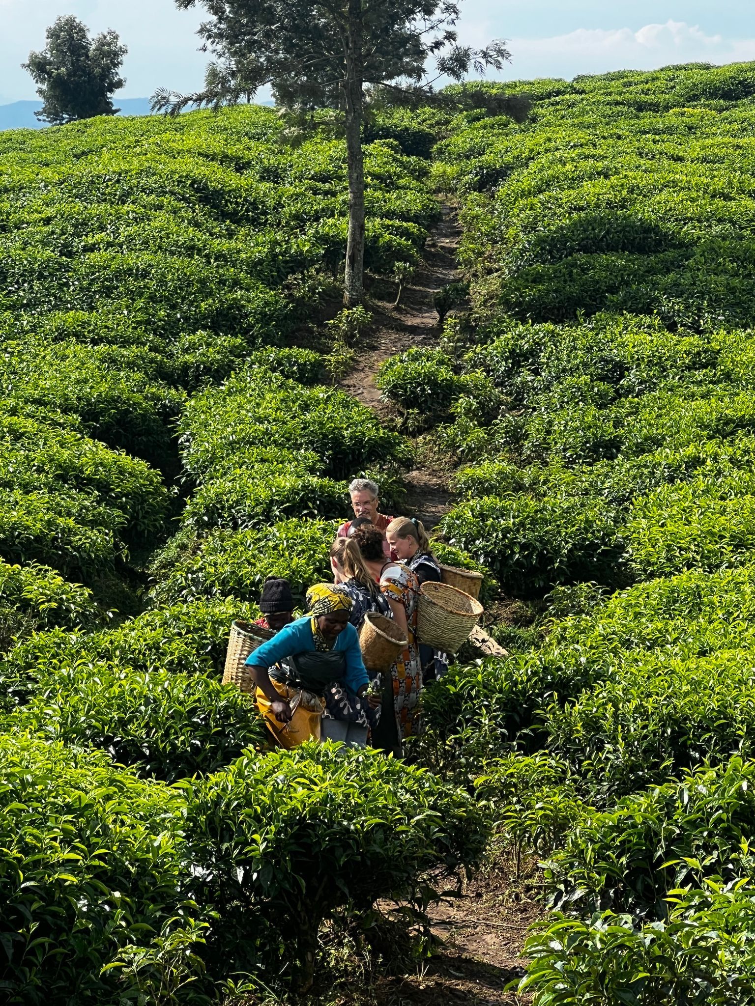 Rondreis Rwanda Gisakura theeplantage