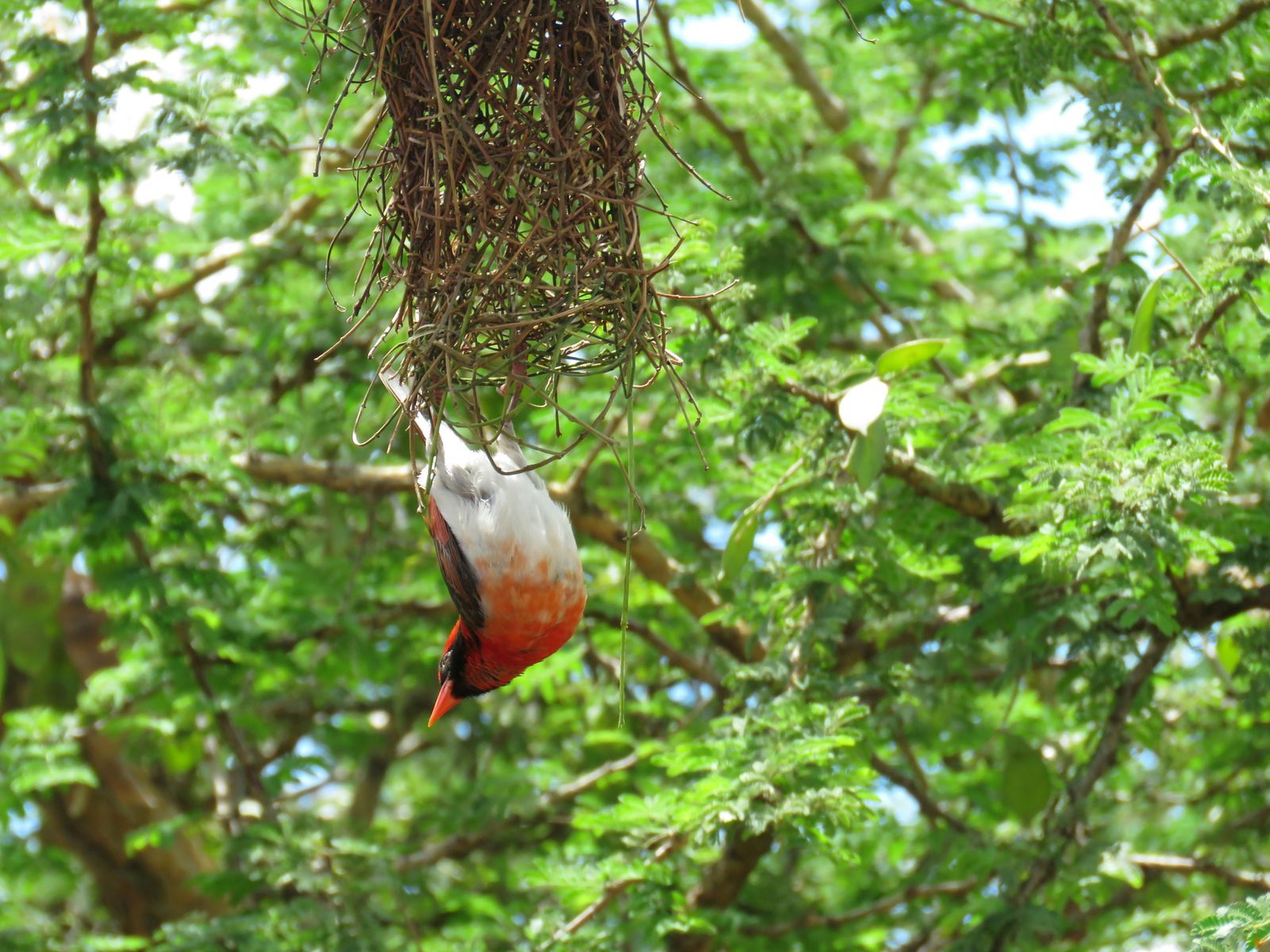 Rondreis Rwanda Nyungwe National park vogelspotten nevelbos hiking