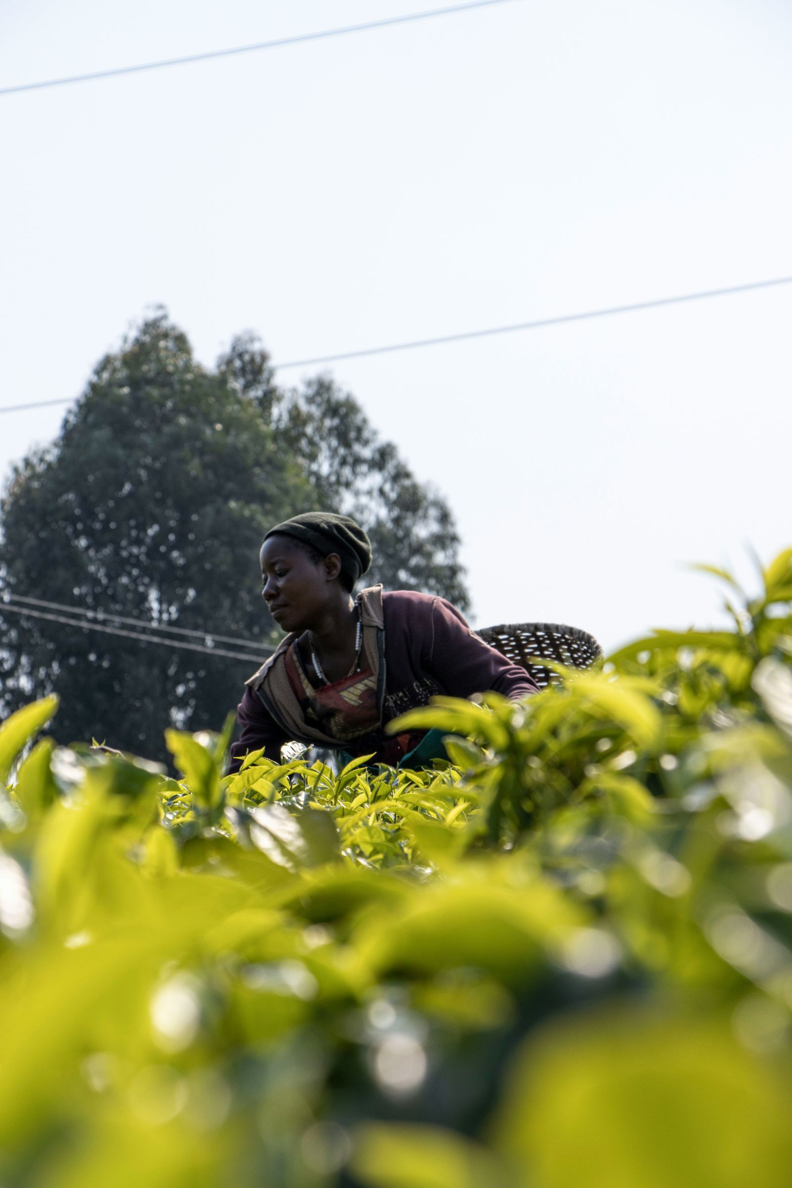 Rondreis Rwanda Nyungwe bos thee plantage gisakura experience