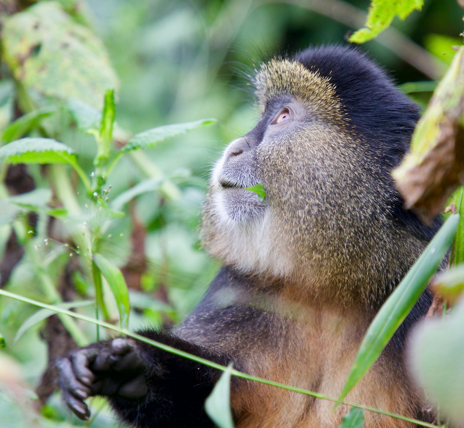 Rondreis Rwanda Nyungwe national park golden monkey trekking