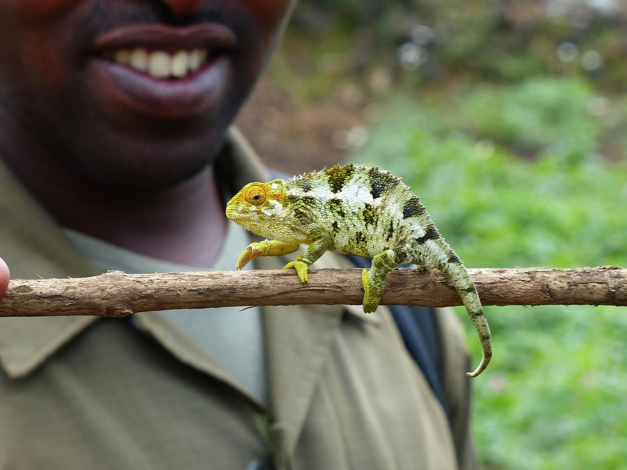 Rondreis Rwanda Nyungwe national park hike kameleon