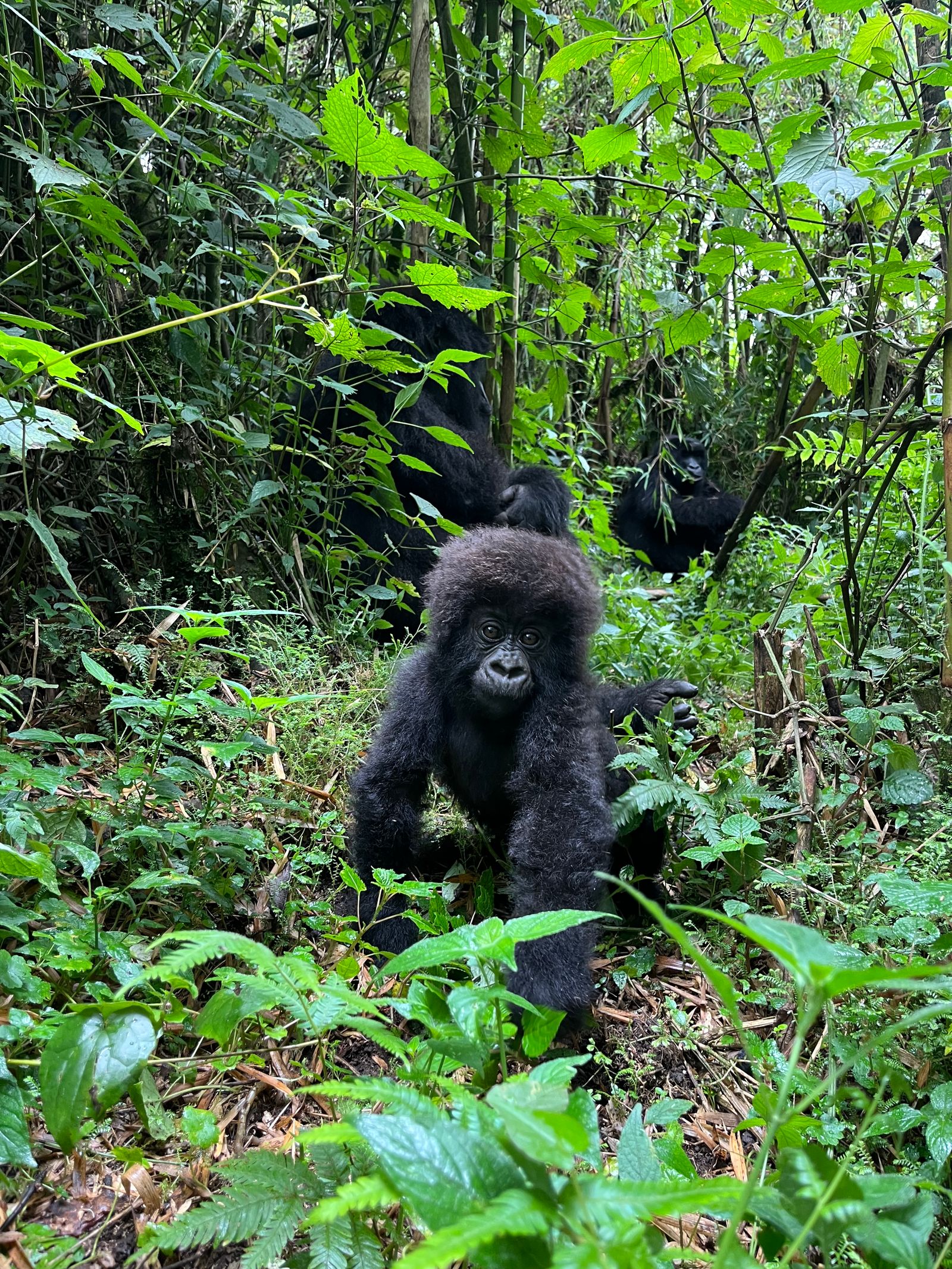 Rondreis Rwanda Volcanoes National Park Gorilla trekking tour