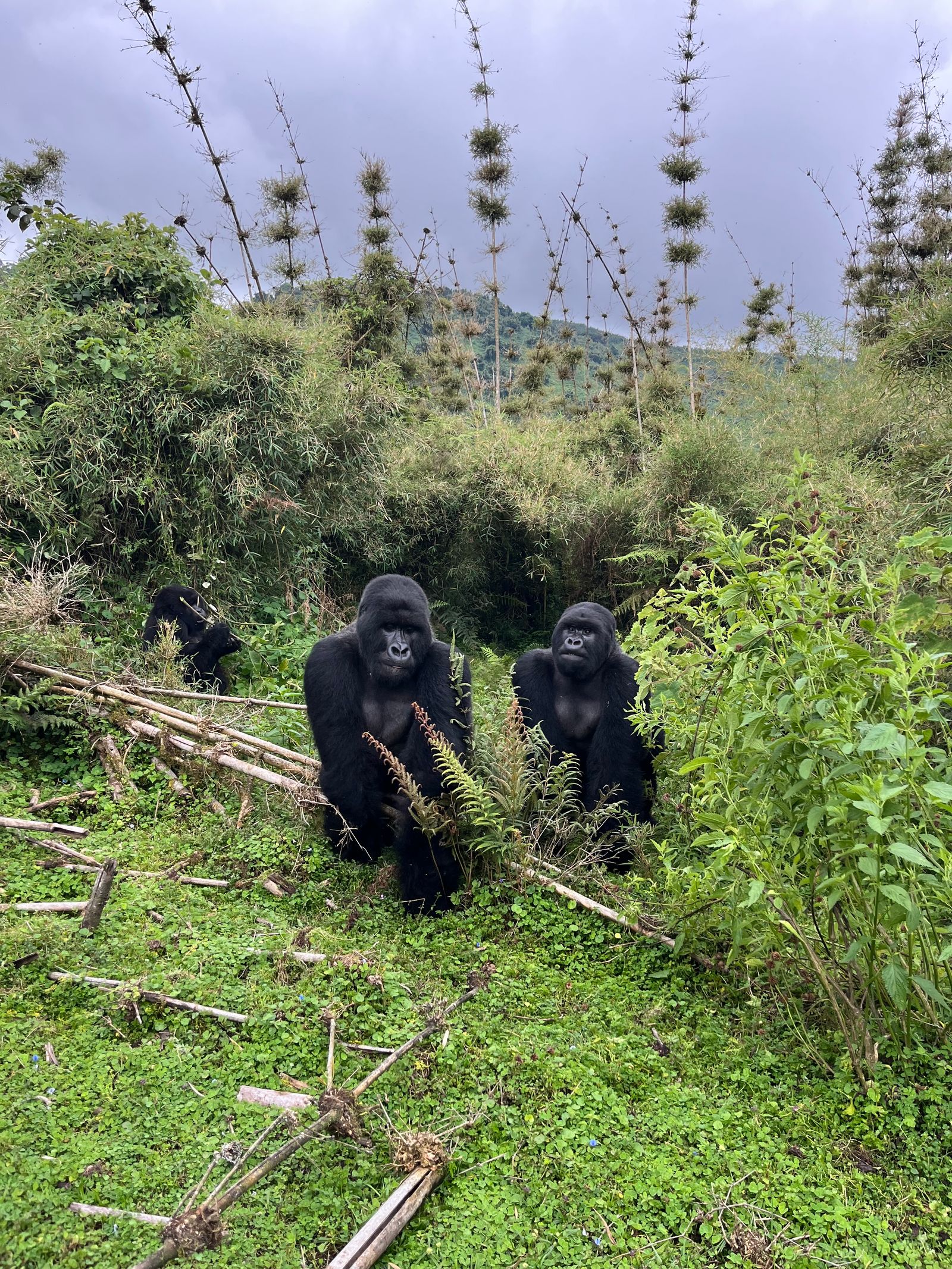 Rondreis Rwanda Volcanoes National Park Gorilla trekking tour