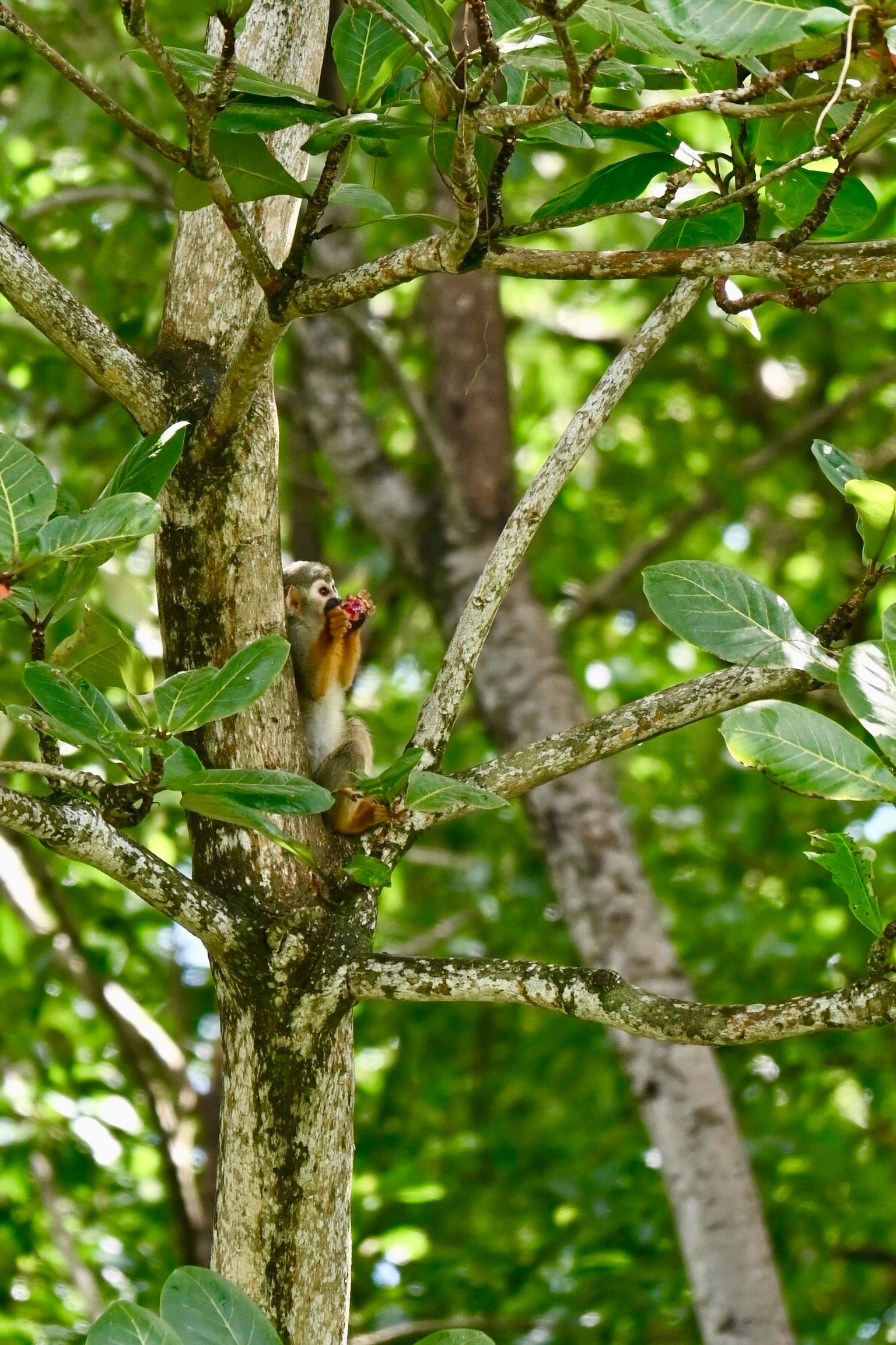 Rondreis Suriname Bigi Pan Aap