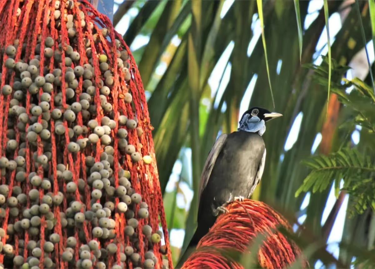 Rondreis Suriname Bijzondere vogel