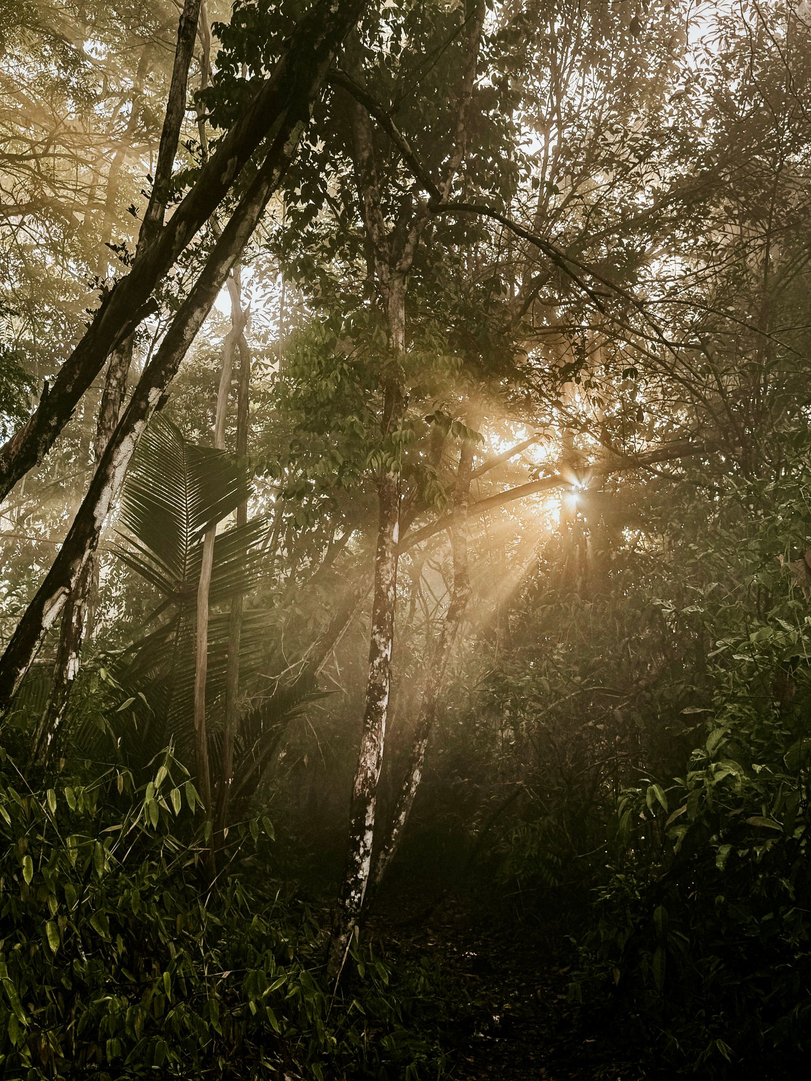 Rondreis Suriname Fredberg Jungle zon