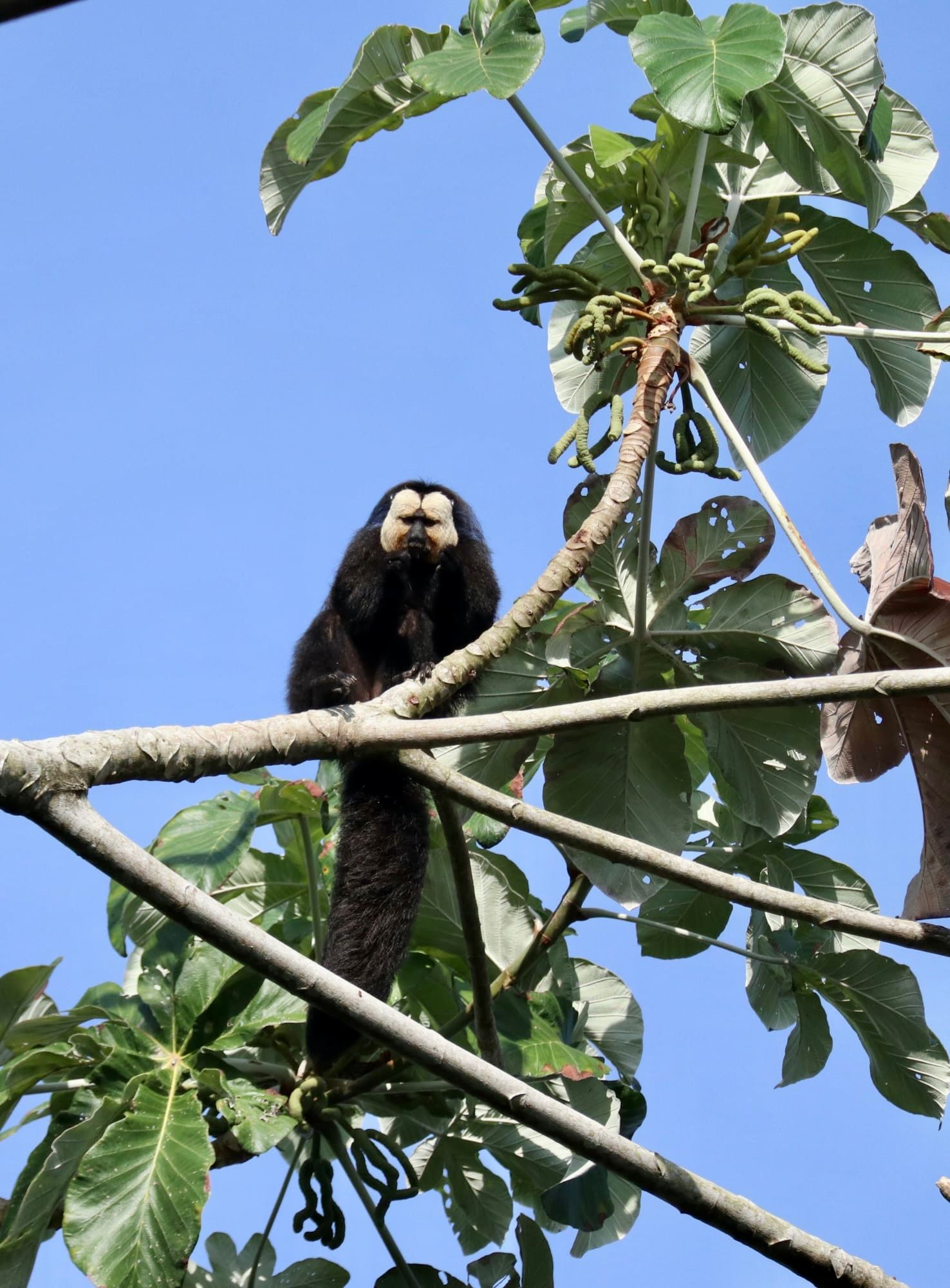 Rondreis Suriname Fredberg Rondreis Suriname Fredberg Aap in boom