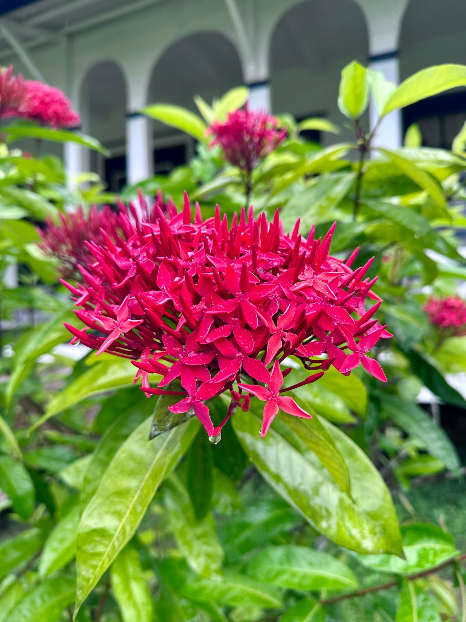 Rondreis Suriname Frederiksdorp Faya lobi