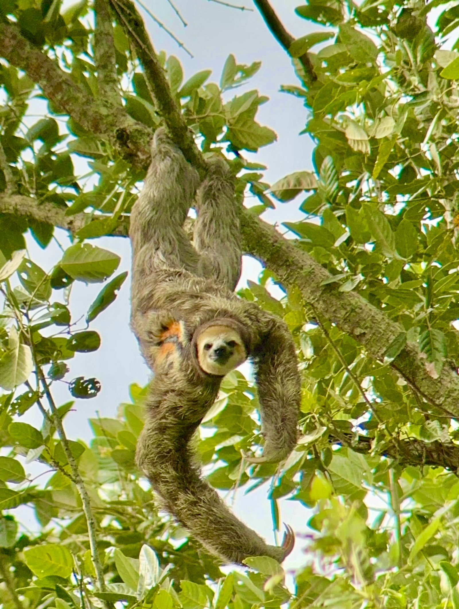Rondreis Suriname Perperpot Luiaard