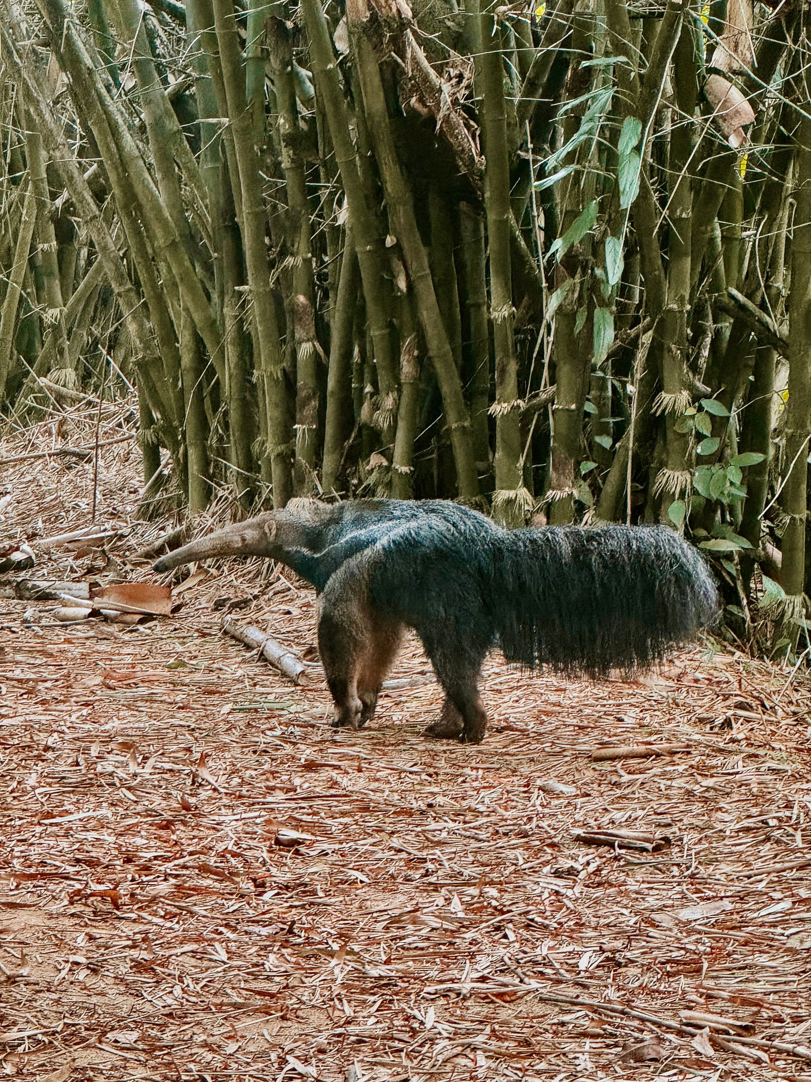 Rondreis Suriname Perperpot Miereneter