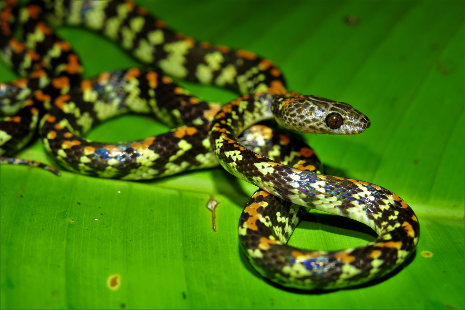 Rondreis Suriname Perperpot Slang peperpot