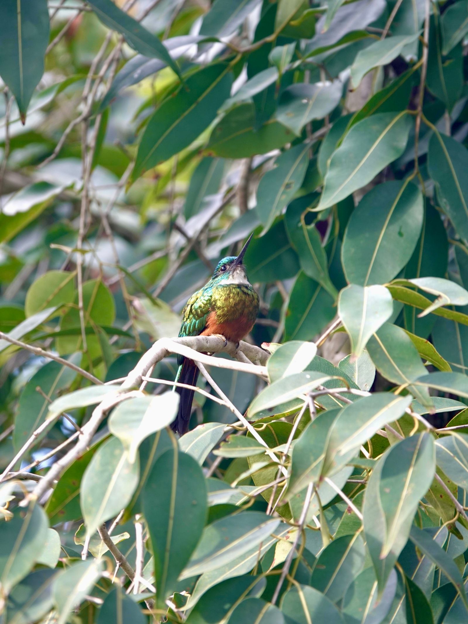 Rondreis Suriname Perperpot Vogel peperpot
