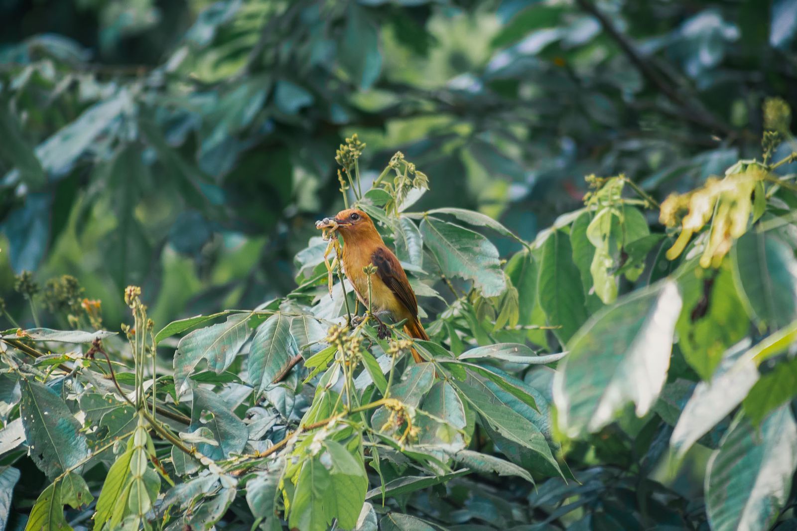 Rondreis Suriname Perperpot Vogel peperpot