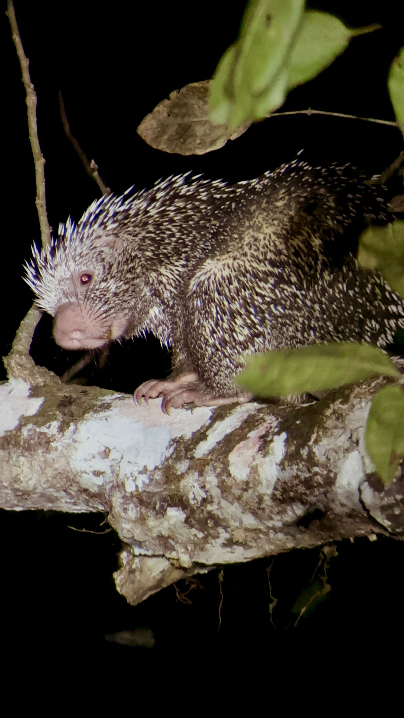 Rondreis Suriname Perperpot Wildlife