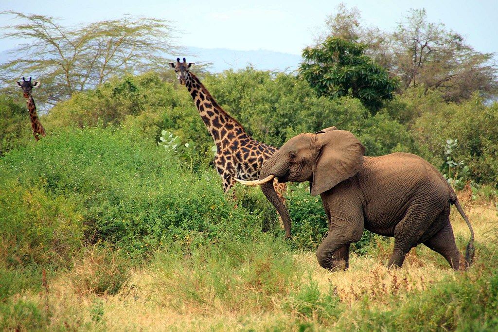 Rondreis Tanzania Lake Manyara Olifant